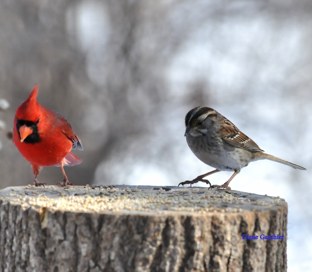 Cardinal rouge & Bruant à gorge blanche