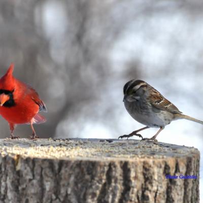 Cardinal rouge & Bruant à gorge blanche