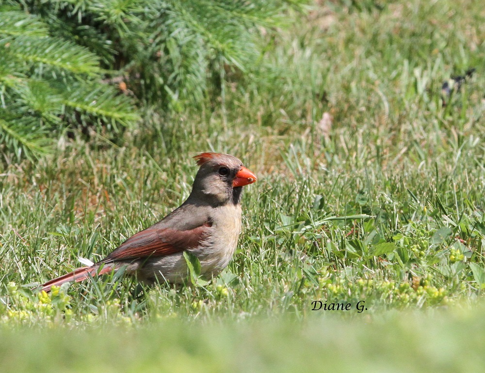 Cardinal femelle 