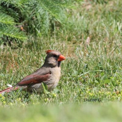 Cardinal femelle 