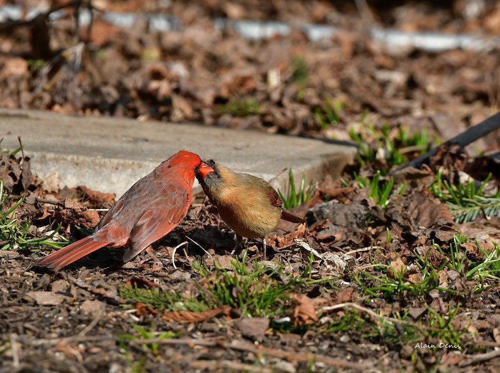 Cardinal rouge M_F