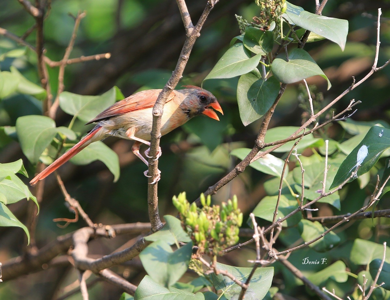 Cardinal mâle en mue 
