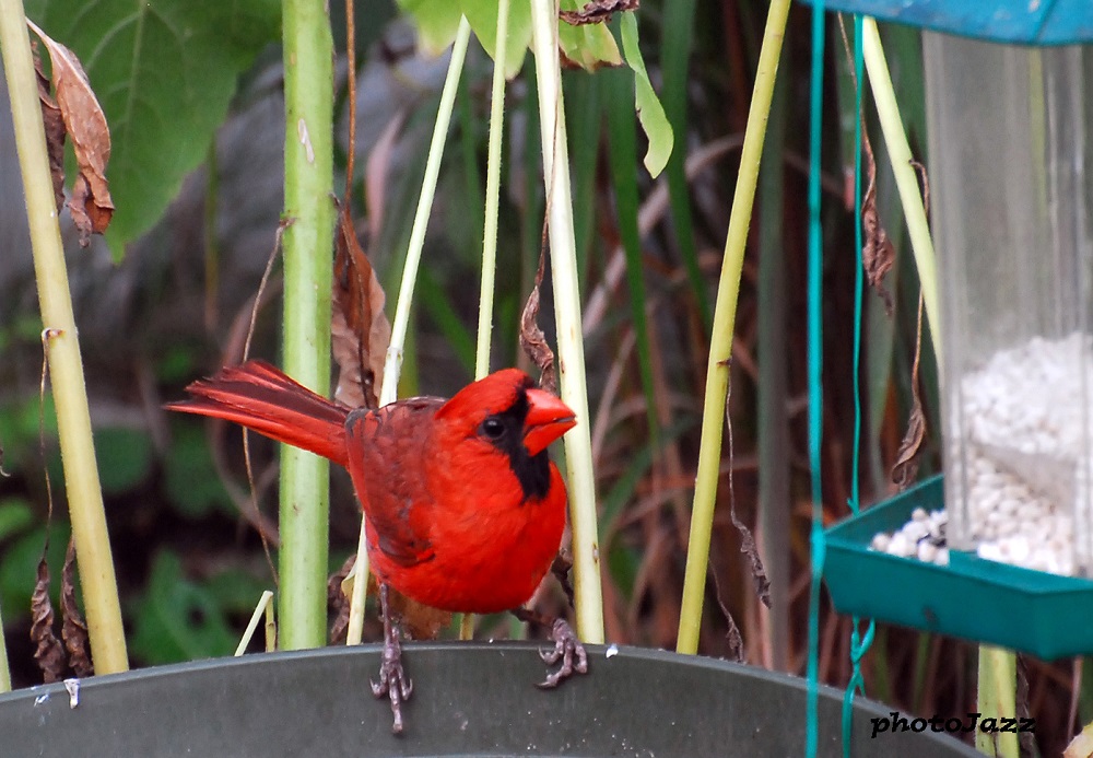 Cardinal mâle