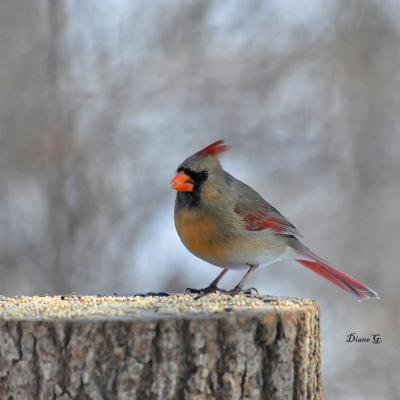 Cardinal r. femelle