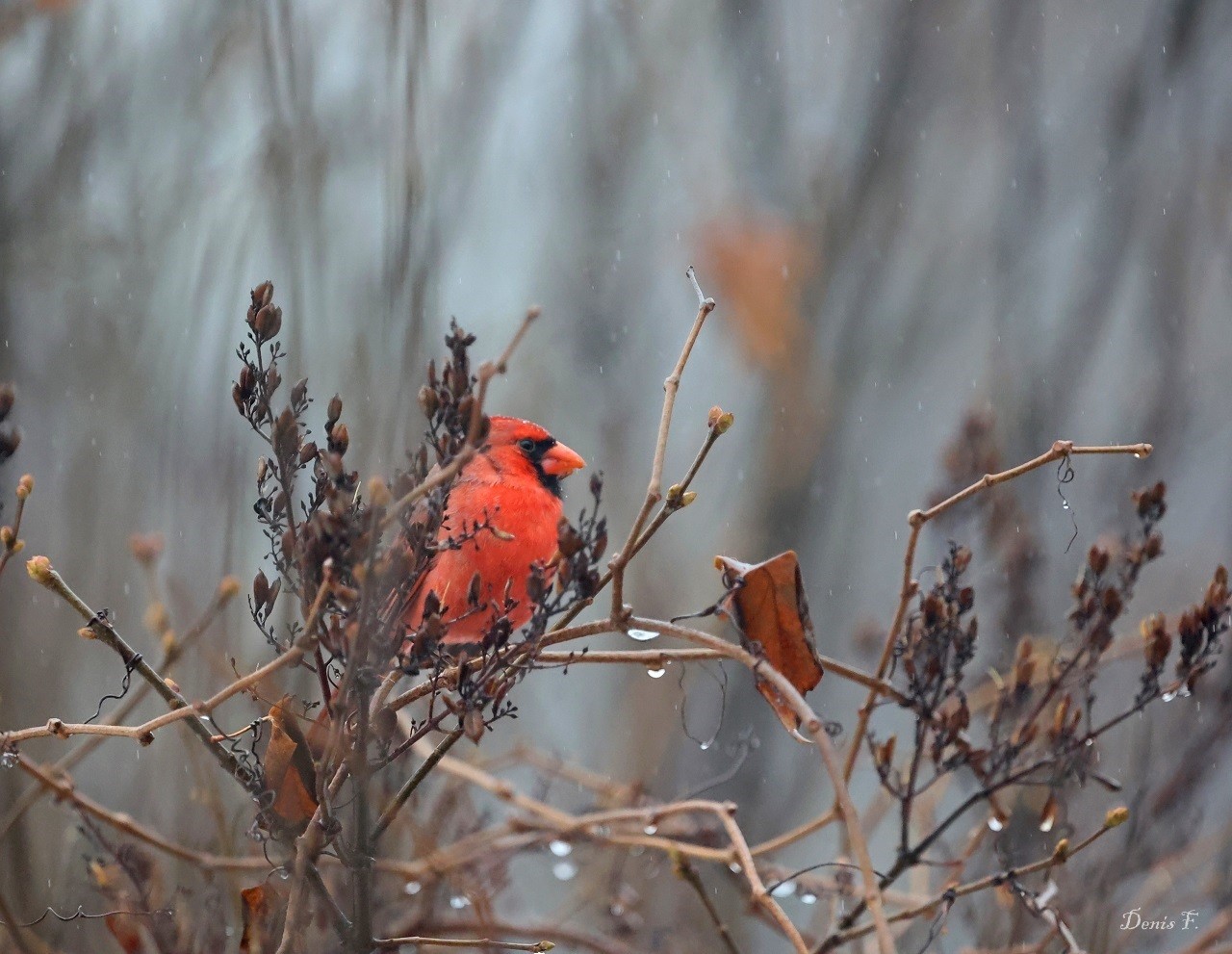 Cardinal rouge Mâle