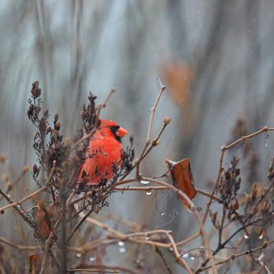 Cardinal rouge Mâle