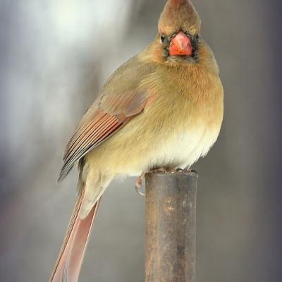 Cardinal rouge femelle 