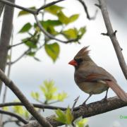 Cardinal rouge 'F '