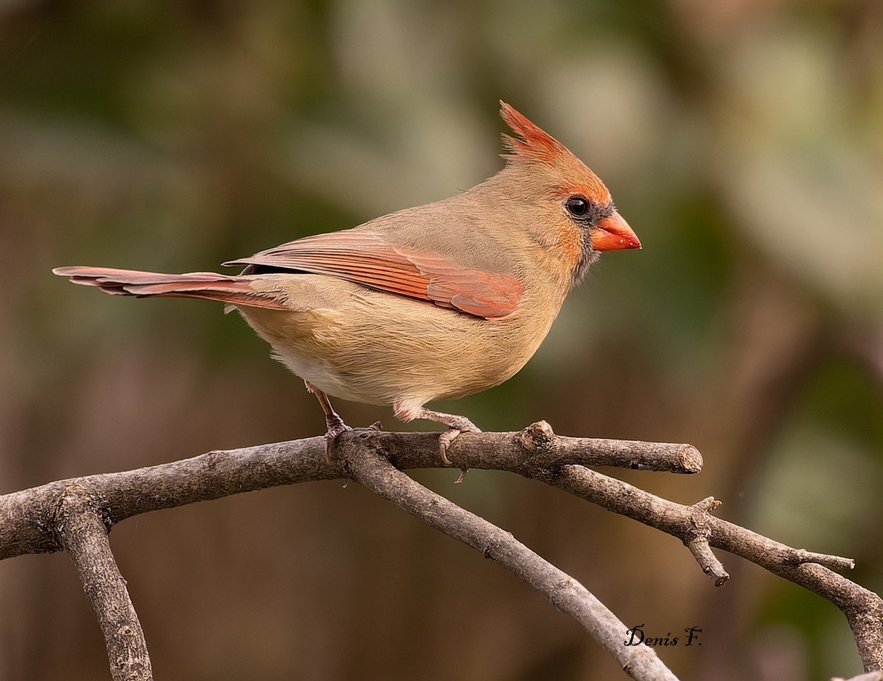 Cardinal rouge femelle 