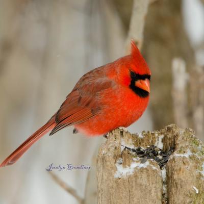 Cardinal rouge 