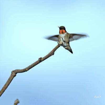 Colibri à gorge rubis mâle 