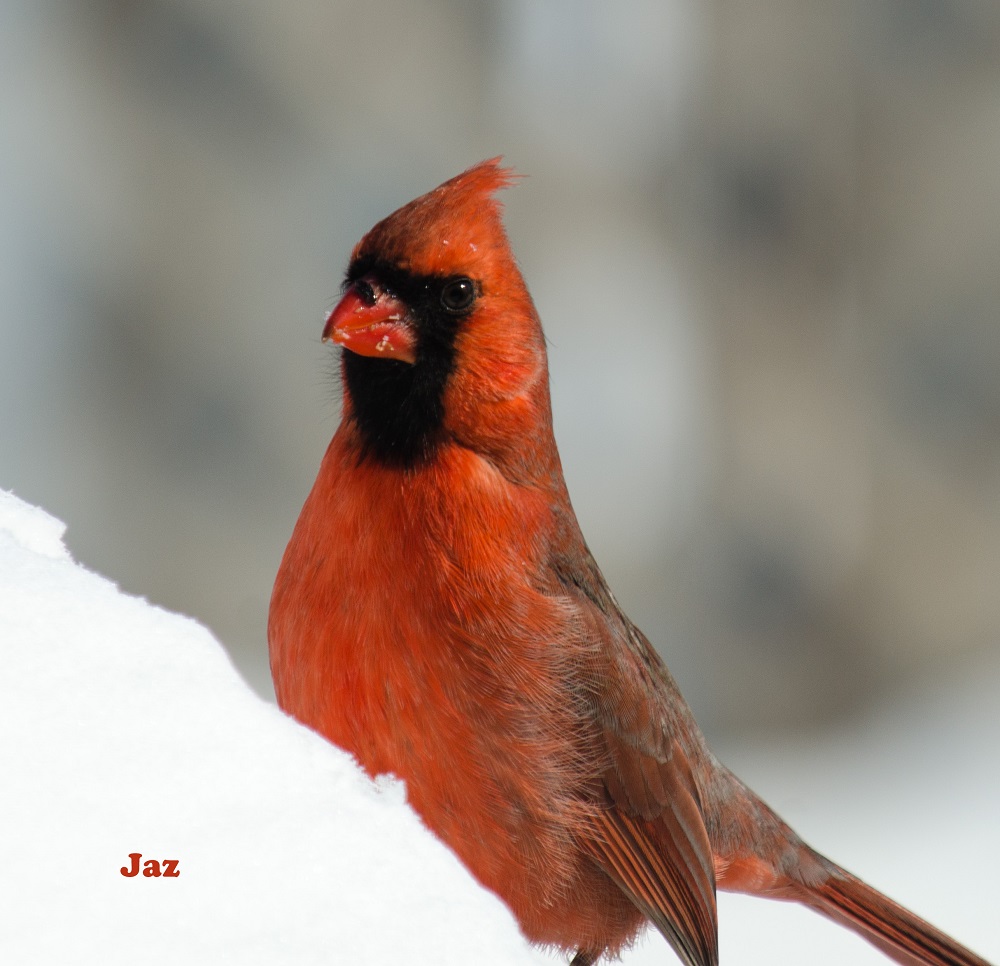  cardinal mâle