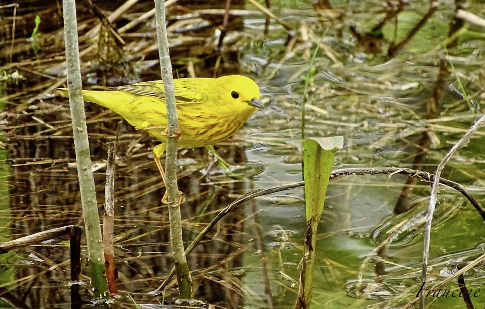 Paruline jaune (photo: Francine Quintal)