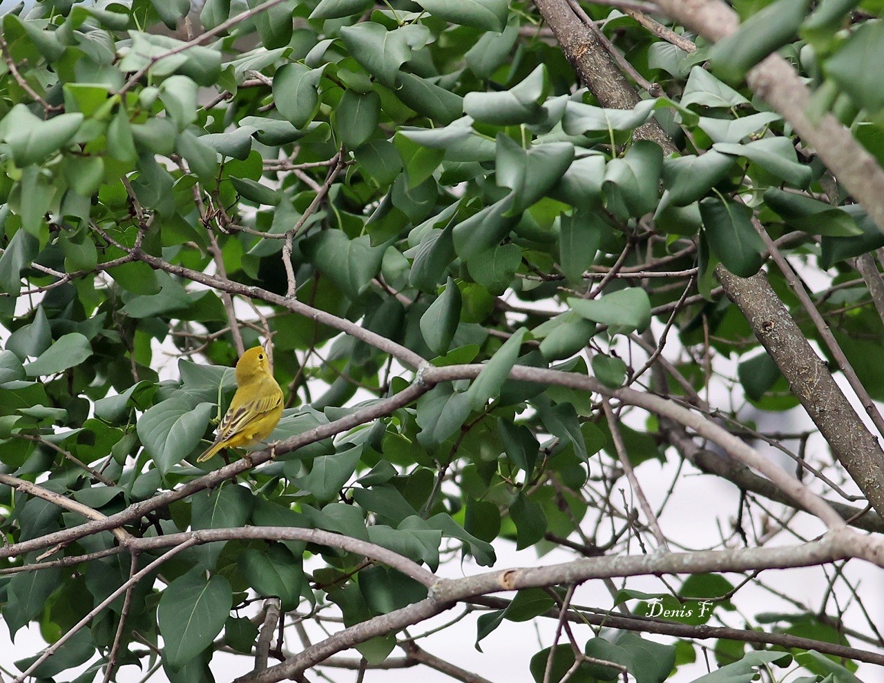 Paruline jaune femelle