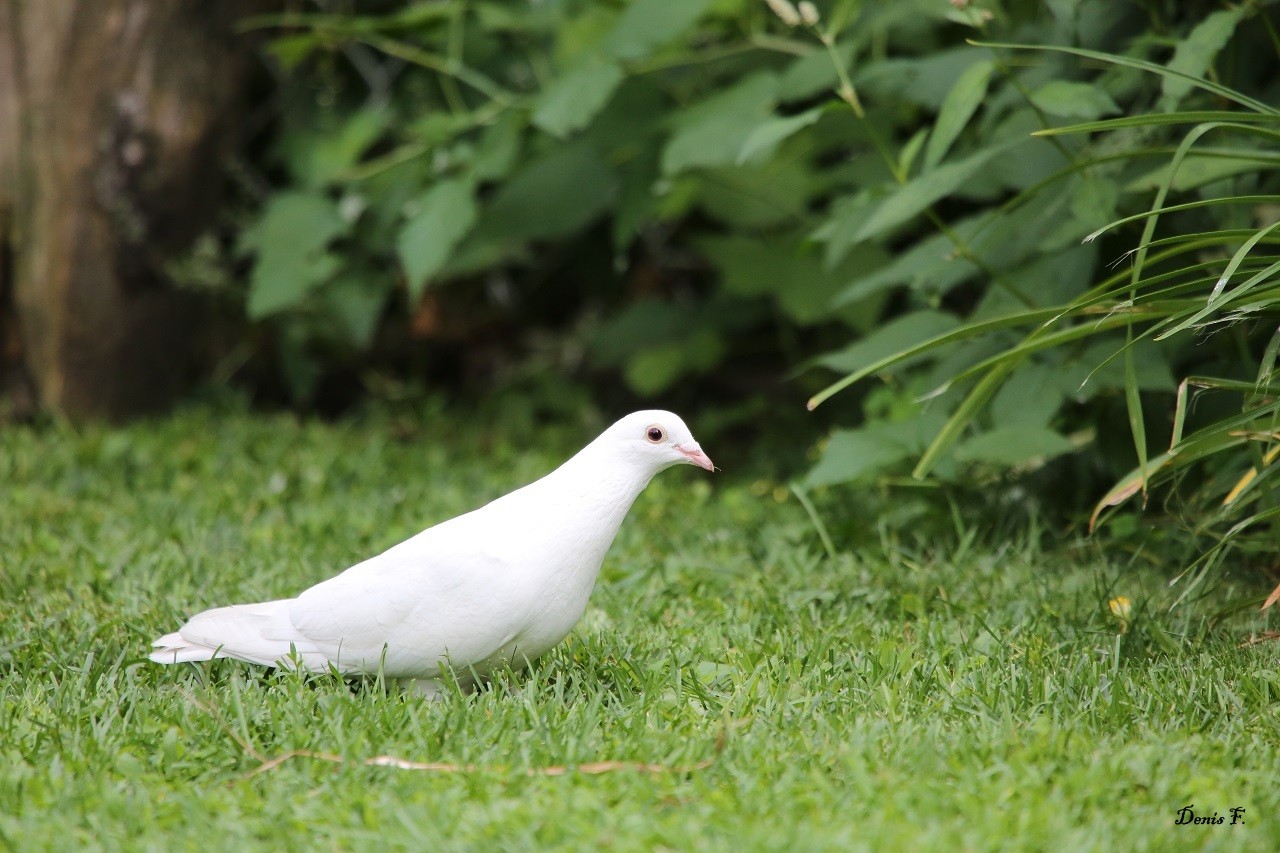 Pigeon biset blanc 