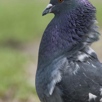 Pigeon Biset en Parade nuptial 