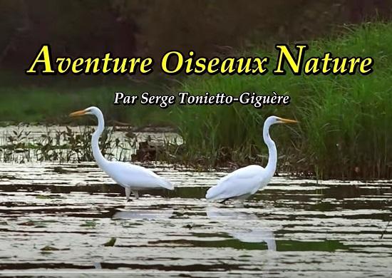 Aventure oiseaux nature par serge tonietto giguere 550