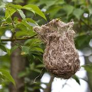 À quels espèces d'oiseaux appartiennent les nids suivants?