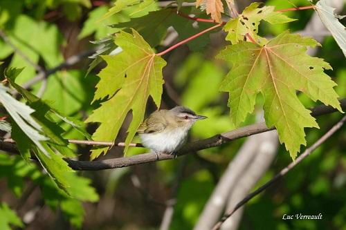 Vireo aux yeux rouges 500